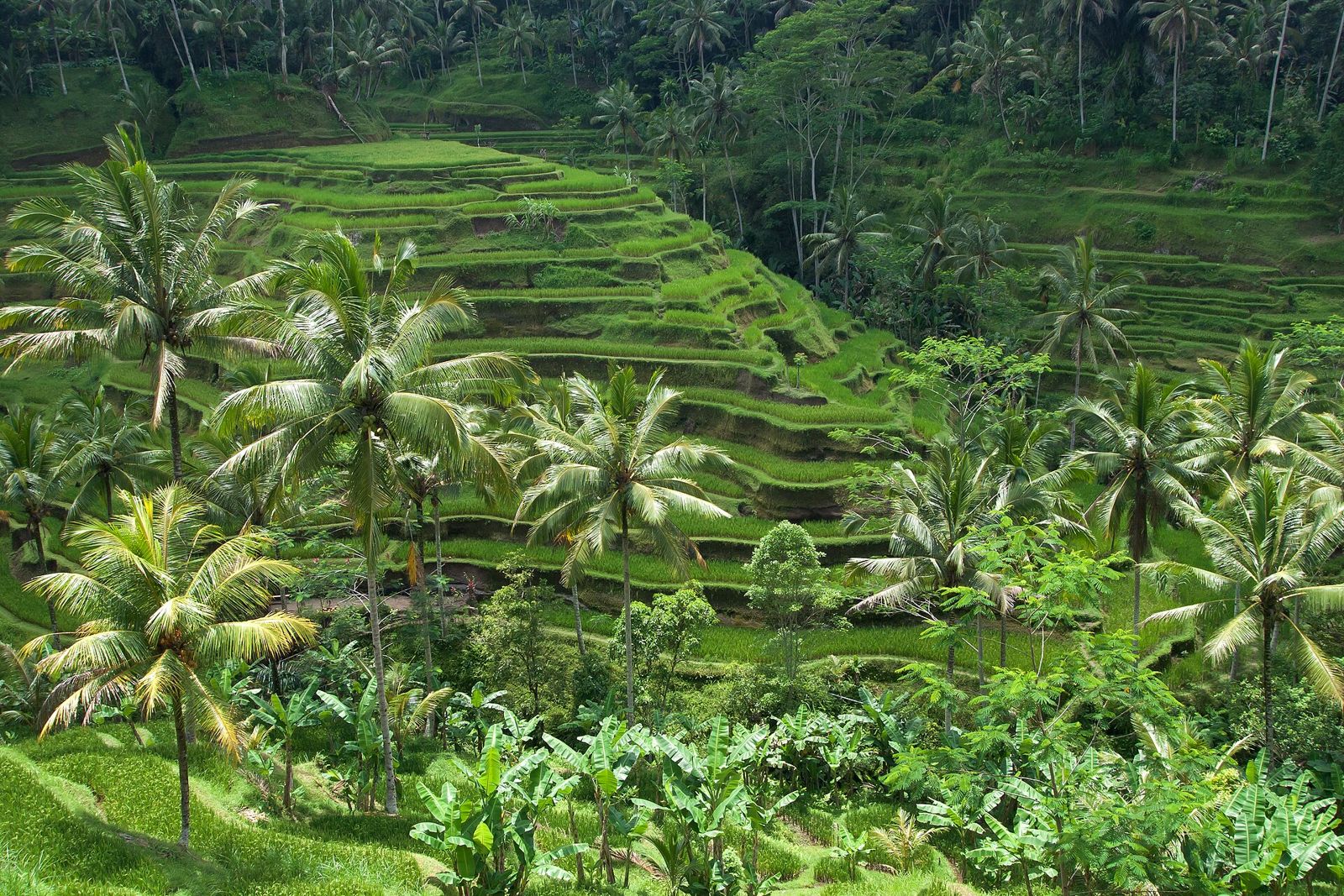 Bali